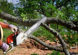 How Our Tree Care Process Works  in  Scott City, MO