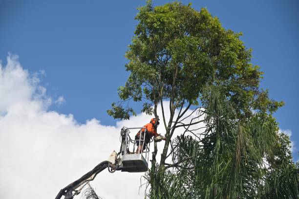 Best Root Management and Removal  in Scott City, MO